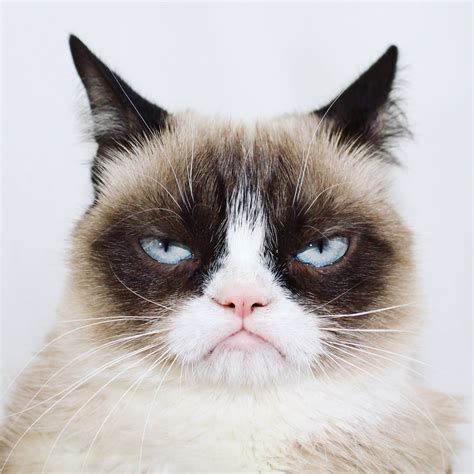Grumpy Cat On Twitter Grumpy Cat Grumpy Cat Meme Funny Cat Fails