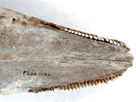 Biology 453 Specialized Teeth And Skull Images