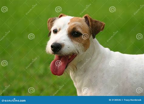 Jack Russell Terrier Close Up Stock Photo Image Of Terrier Hunter