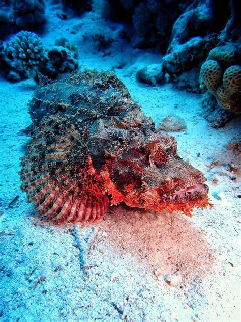 Tough Face Of The Red Sea Scorpion Fish Scorpion Fish Underwater