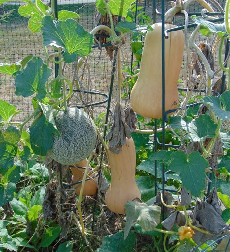 Growing Butternut Squash Peppers And Planks
