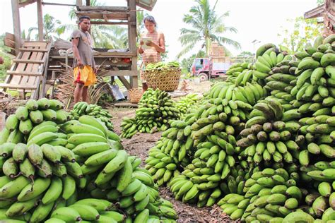 Banana Farming Plants Hope Of Progress In Veruela Town Of Agsur Issuu