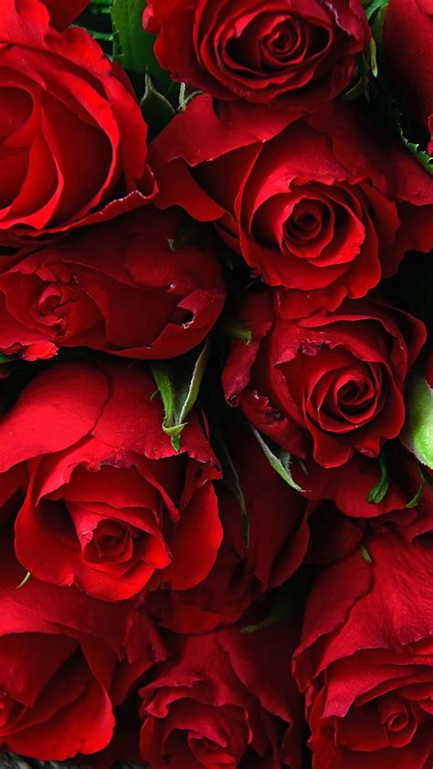 Download 720x1280 Wallpaper Rose Fresh Red Flowers Samsung Galaxy