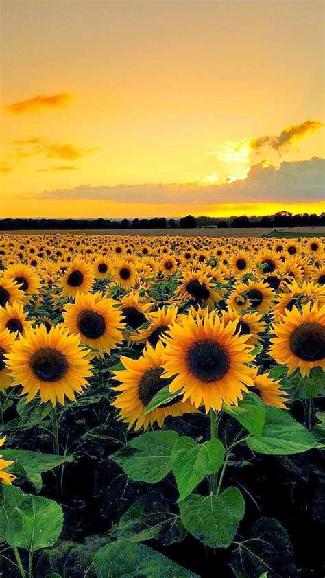 15 Excellent Sunflower Aesthetic Wallpaper Desktop You Can Use It At No
