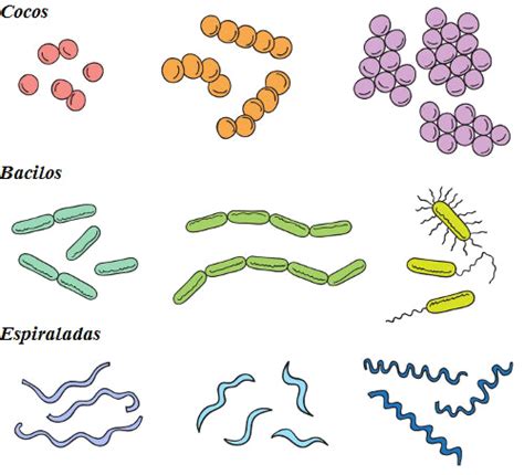 Classificação Das Bactérias Micro Biovet