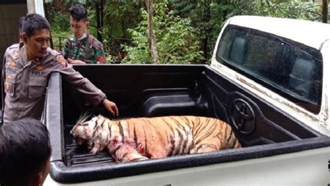 Harimau Yang Kabur Dari Kebun Binatang Singkawang Ditangkap Hidup Hidup