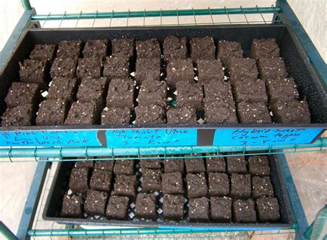How To Diy Soil Blocks For Vegetable Seedlings And Save Money On