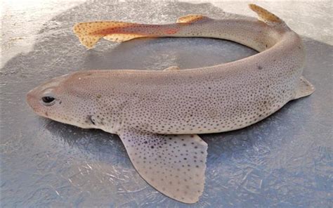 Subspecies scyliorhinus canicula albomaculata pietschmann, 1906 accepted as scyliorhinus canicula (linnaeus, 1758) Uploaded By