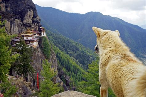 Tigers Nest Monastery In Bhutan Travel Deeper With Gareth Leonard