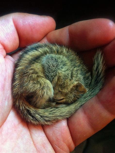 Abandoned Baby Squirrel Rescued By Filmmaker Becomes Best Friend