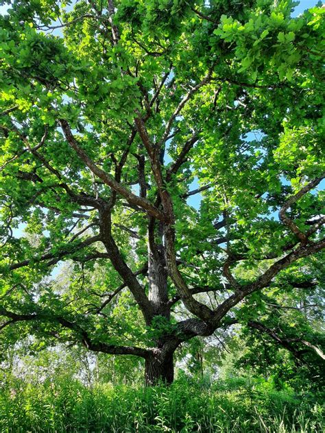 9 Oak Tree Symbolism And Spiritual Meanings And Leaf