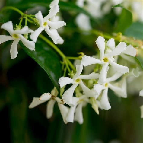 Star Jasmine Plants for Sale | FastGrowingTrees.com