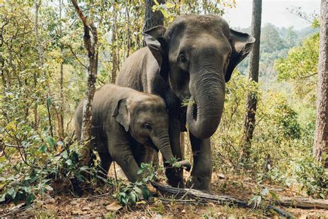18 Wild Animals In Thailand Wildlife In Thailand Kevmrc