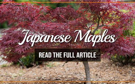Japanese Maples At Holly Days Nursery Holly Days Nursery Garden