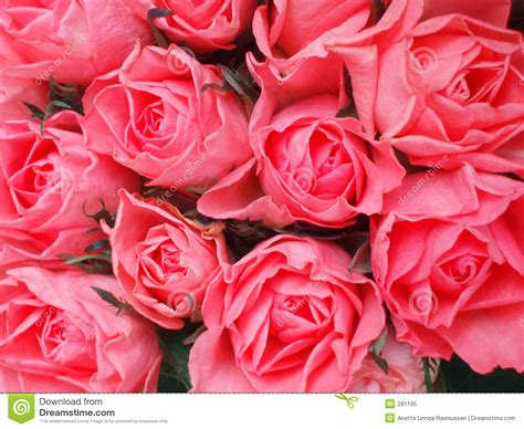 Bunch Of Pink Roses Royalty Free Stock Photo Image 281195