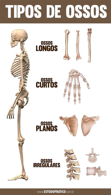 An Image Of The Skeleton And Bones In Spanish