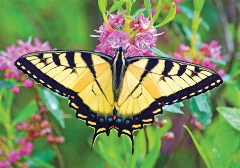 Tiger Swallowtail Migratory Nectar Plants And Host Plants Britannica