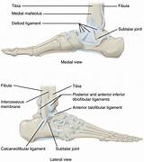 Their job is to connect the muscles to the bones, facilitating proper joint function. 9.6 Anatomy of Selected Synovial Joints - Anatomy and ...