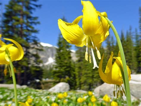 Protrails Wildflowers Of The Rockies Photo Gallery Rocky Mountain National Park Colorado