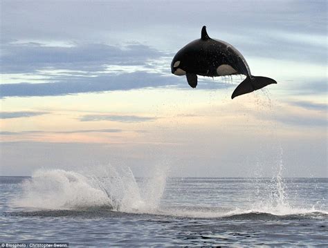 Take A Look At These Amazing Pictures Of An Orca Hunting Down A Dolphin