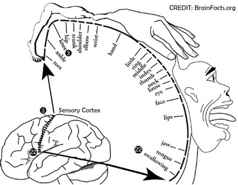 Brain Maps The Sensory Homunculus Ashram Guru Cult Religion Divinewings