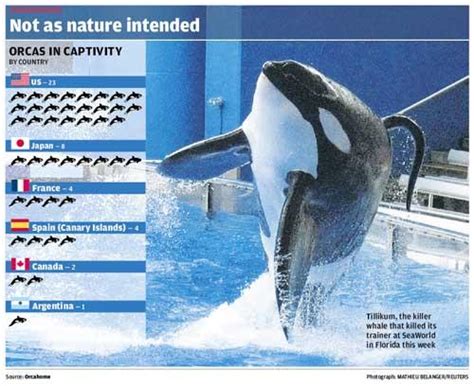The Big Question Should We Be Keeping Animals Such As Killer Whales In
