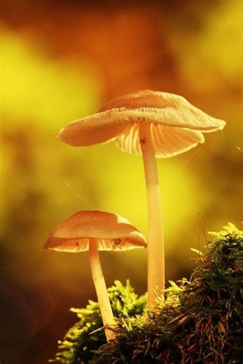 Wandering Destinations Magical Mushrooms Mushroom Pictures Stuffed