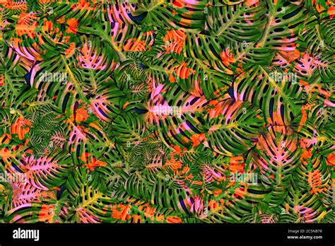 Abstract Tropical Art Exotic Leaves Rain Forest Stock Photo Alamy