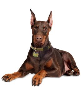View available dogs, cats, rabbits, horses and more. Doberman Puppies - Dobernman Rescue and Adoption Near You
