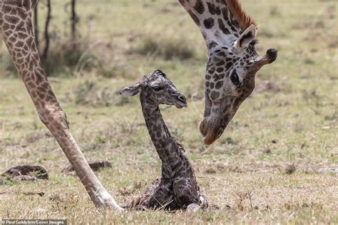 A Baby Giraffe Standing Next To An Adult Giraffe In A Field