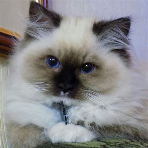 17 Best Images About Ragdoll Cat On Pinterest Cats