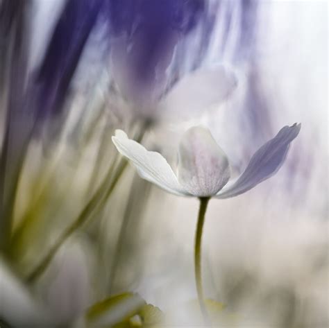 Tutorial Flower Art Photography Dirk Ercken Images