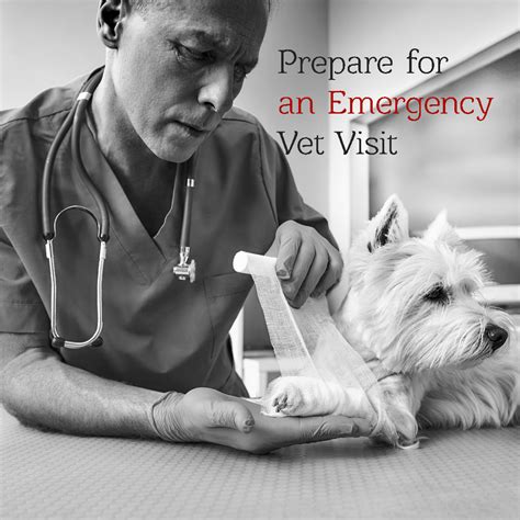 How To Prepare For An Emergency Vet Visit Animal Emergency Of Mokena