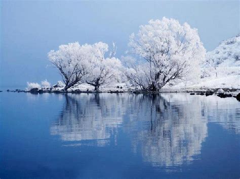 Wallpaper Trees Lake Water Reflection Snow Winter Branch Ice
