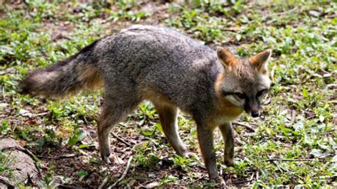 How Long Do Foxes Live Information And Facts Exotella