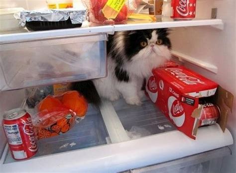 26 Cool Cats Who Live In Fridges Cool Cats Cats Silly Animals