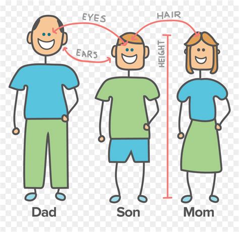 Heredity Examples Hd Png Download Vhv