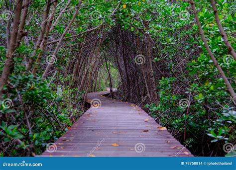 Mangrove Forest With Wood Walkway Bridge And Leaves Of Tree Stock