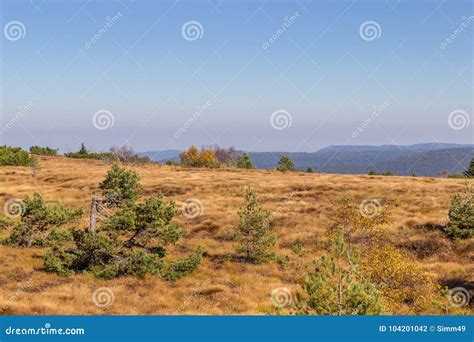 Autumn Forest Moor In The Black Forest Stock Photo Image Of Leaffall