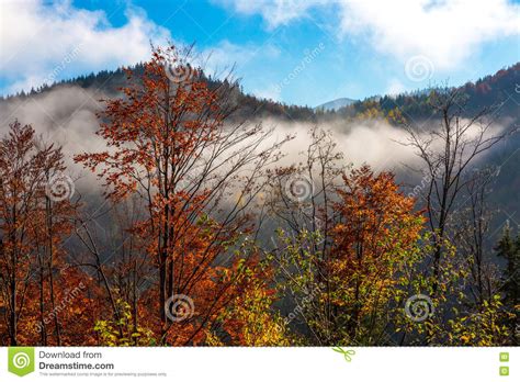 Autumnal Forest And Fog Running Low Stock Image Image Of Birch Tree