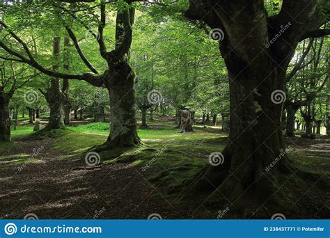 Giant Beech Trees With Green Leaves Stock Image Image Of Flower