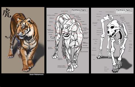 N M Zuka Anatoref Tiger Anatomy Top Image Row 2 Row 3 Row