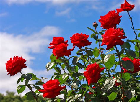 Tips Dan Cara Menanam Bunga Mawar Kampus Tani