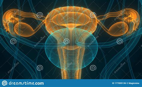 Complete with high resolution texture maps. Anatomy Of Internal Organs Female : Human Body Anatomy - Female Reproduction Organ Stock ...