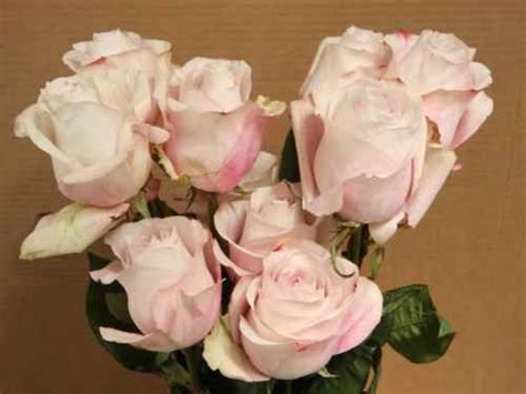 Secret Garden Roses My New Dusky Pink Rose To Use Rose Varieties
