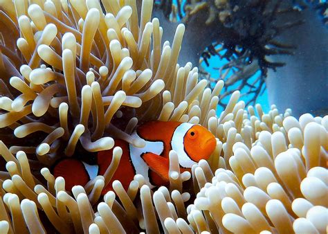 The Great Barrier Reef Superyacht Charter Ocean Alliance