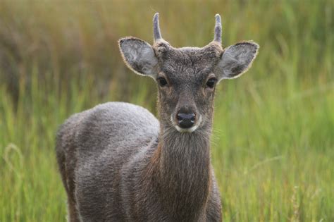 Maryland Biodiversity Project Sika Deer Cervus Nippon