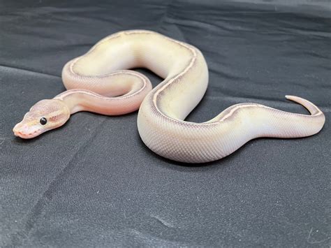 Black Pastel Highway Ball Python By Celestial Serpents Morphmarket