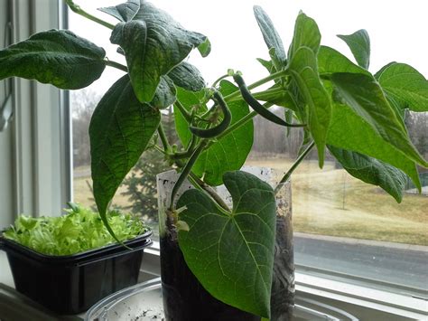 Can You Grow Green Beans On An Indoor Windowsill
