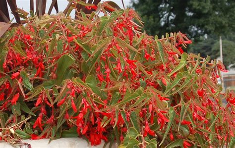 Send me monthly care instructions. bwisegardening: Day 64 - Here's a Bonfire To Warm You